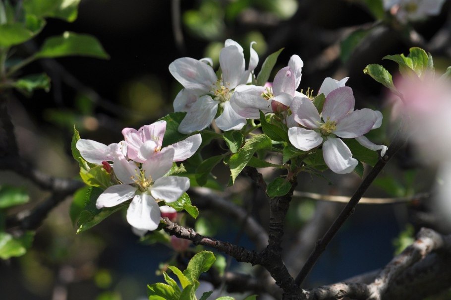 Чампа яблоко цветение