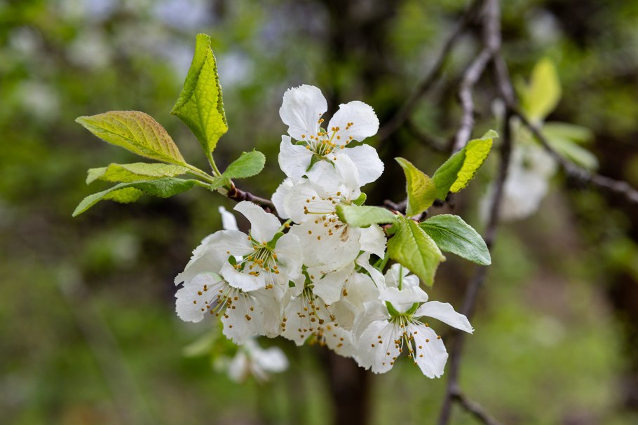 Яблоневый цвет (Apple Blossom)