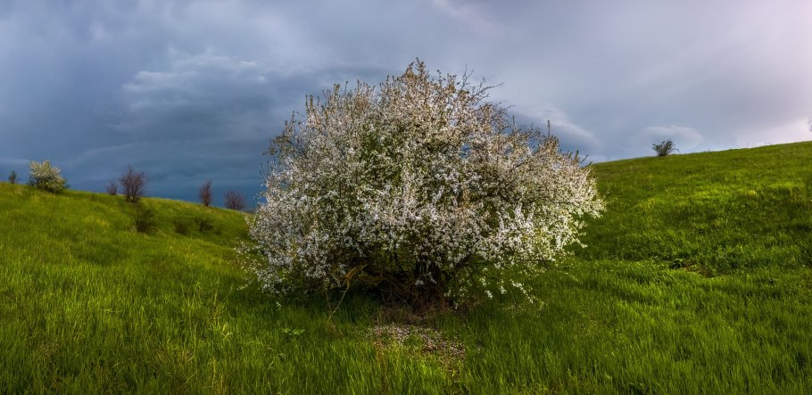 Яблоня Лесная