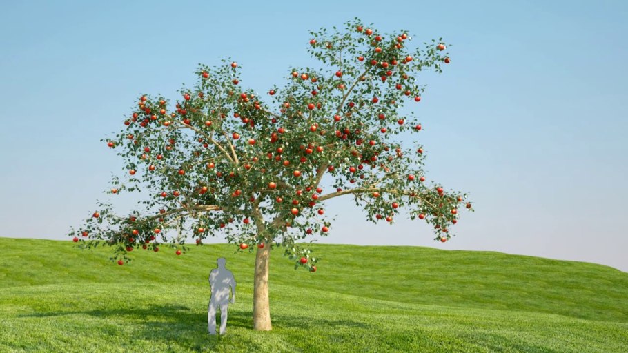 Яблоня Лесная Malus Sylvestris