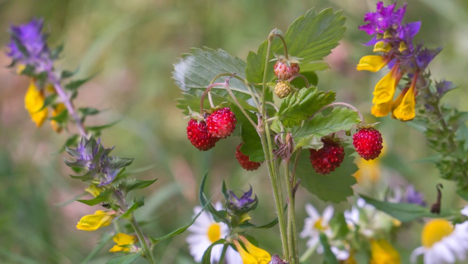Ветка яблони цветет