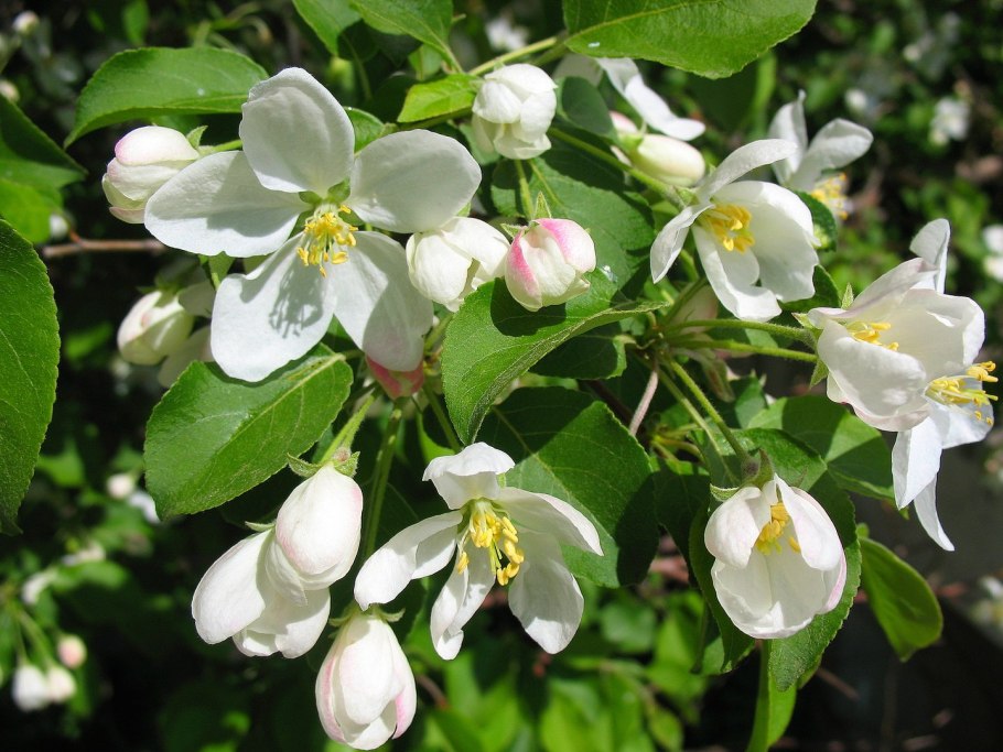 Вишня антрацитовая цветение