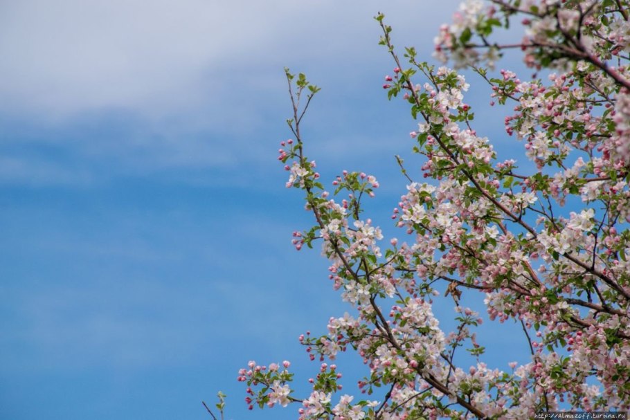 Яблоня в цвету дерево белый забор