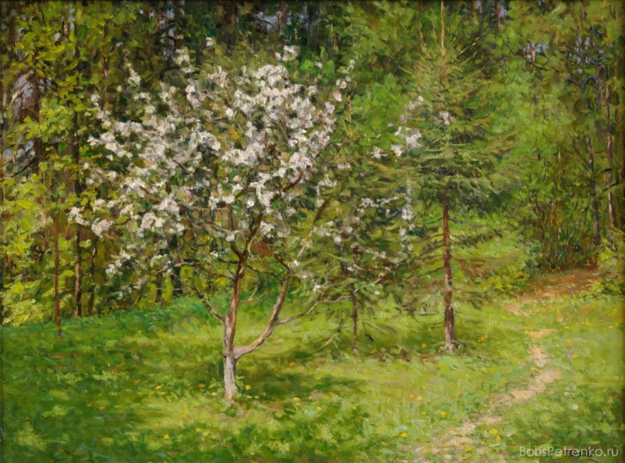 Дикая яблоня цветение