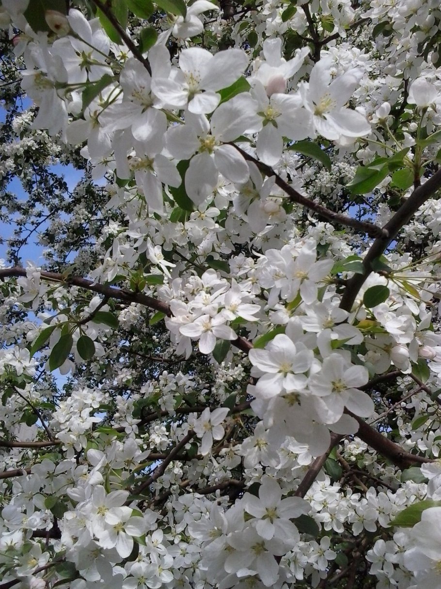 Дикое яблоко цветы