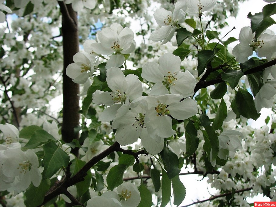 Яблоня Ранетка дичка