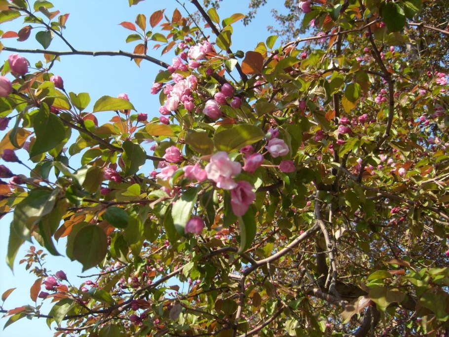 Яблоня Ягодная цветение