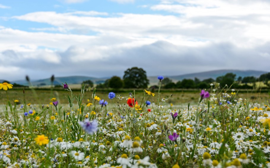 Живопись Петренко Борис
