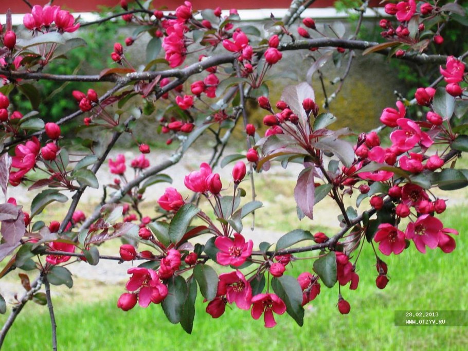 Майские цветы поле