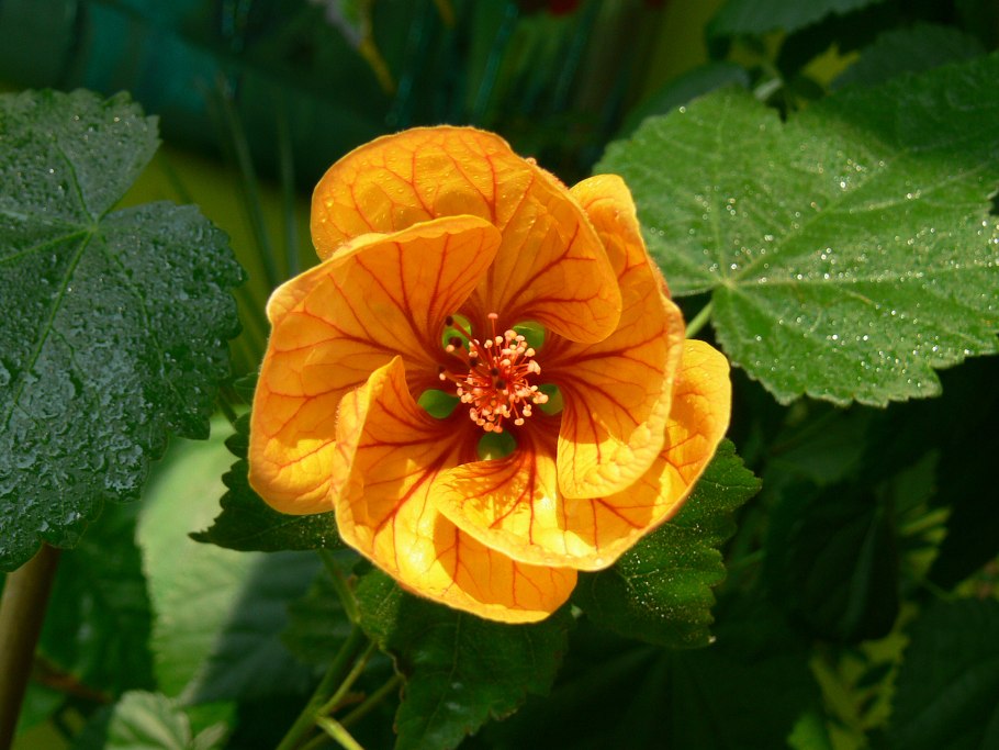 Абутилон Изабелла