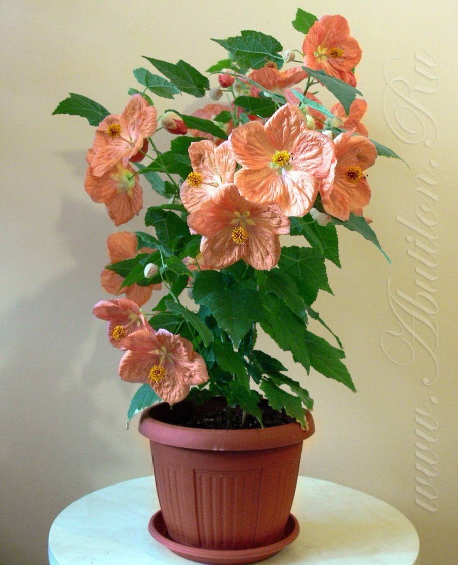 Абутилон гибридный "Аэлита"