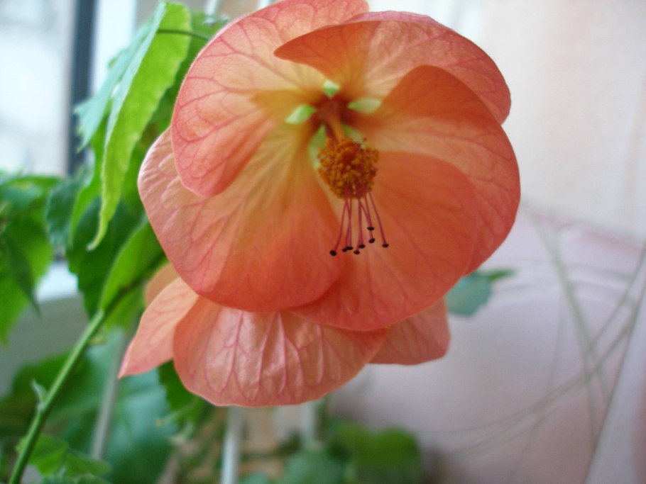 Комнатный клен висячий