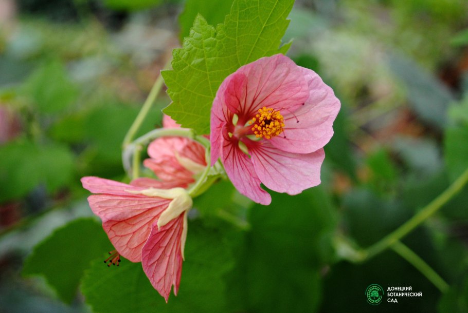 Абутилон Диана