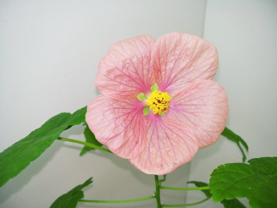 Крючки Gamakatsu Hook LS-1810b