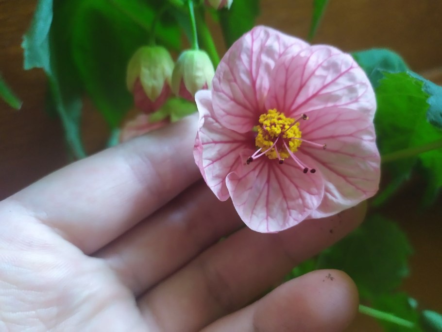 Абутилон Арлекин