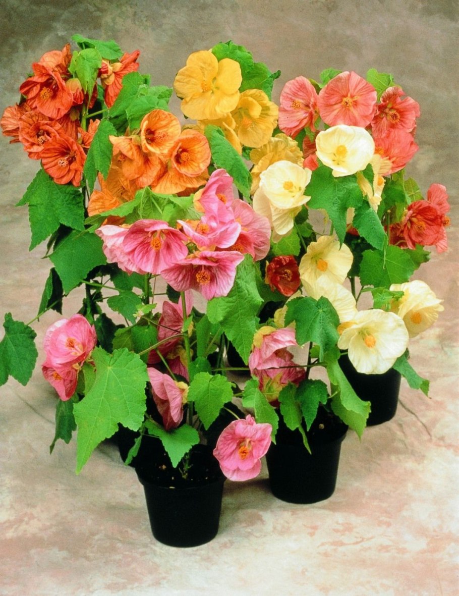 Абутилон Джульетта