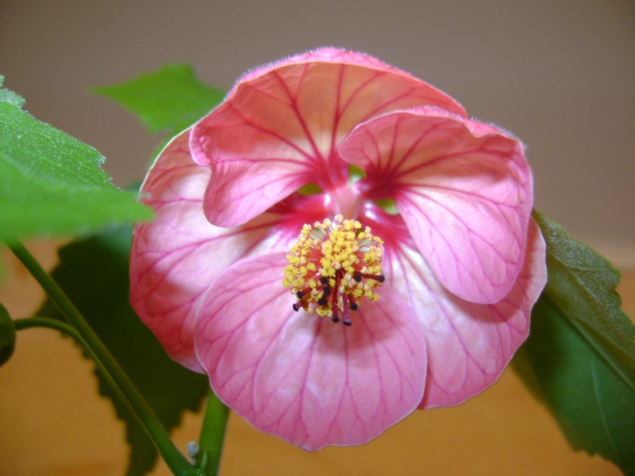 Карбюратор leader pz19jb