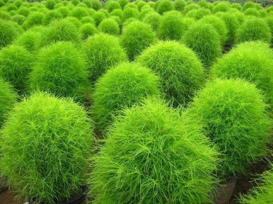 Кохия веничная летний Кипарис