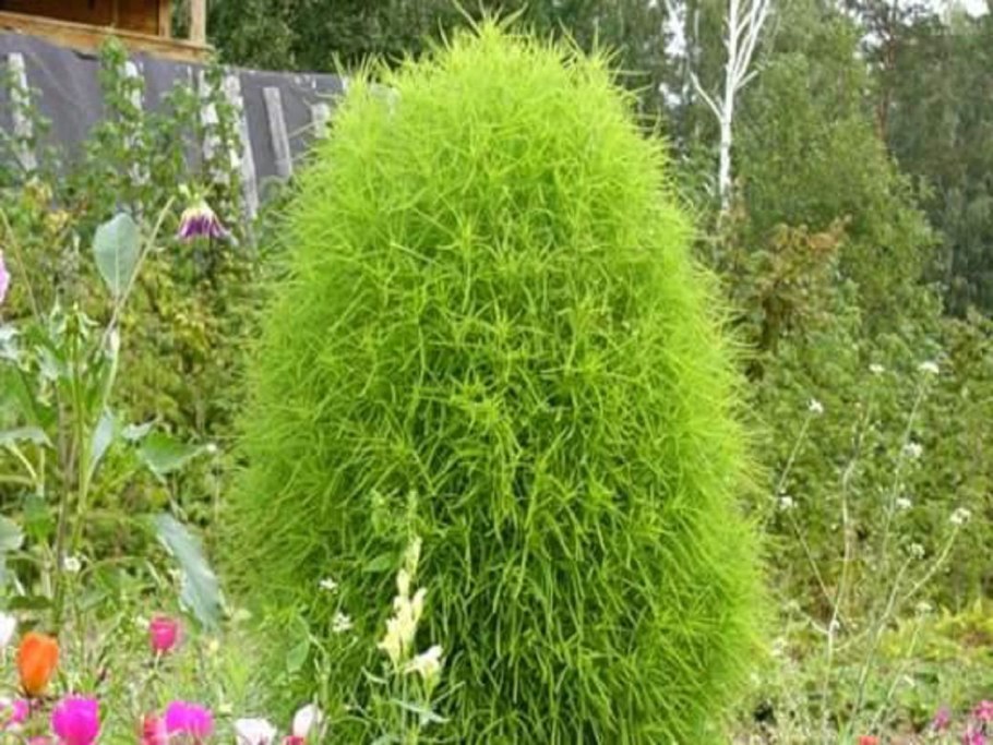 Кохия летний Кипарис