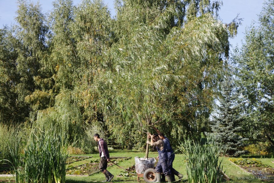 Ива Шверина Salix schwerinii