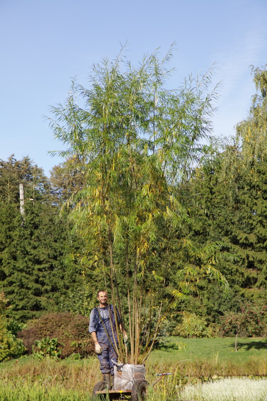 Ива Шверина