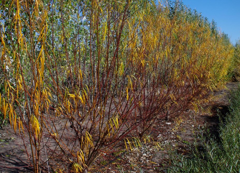 Ива плакучая Миндовского