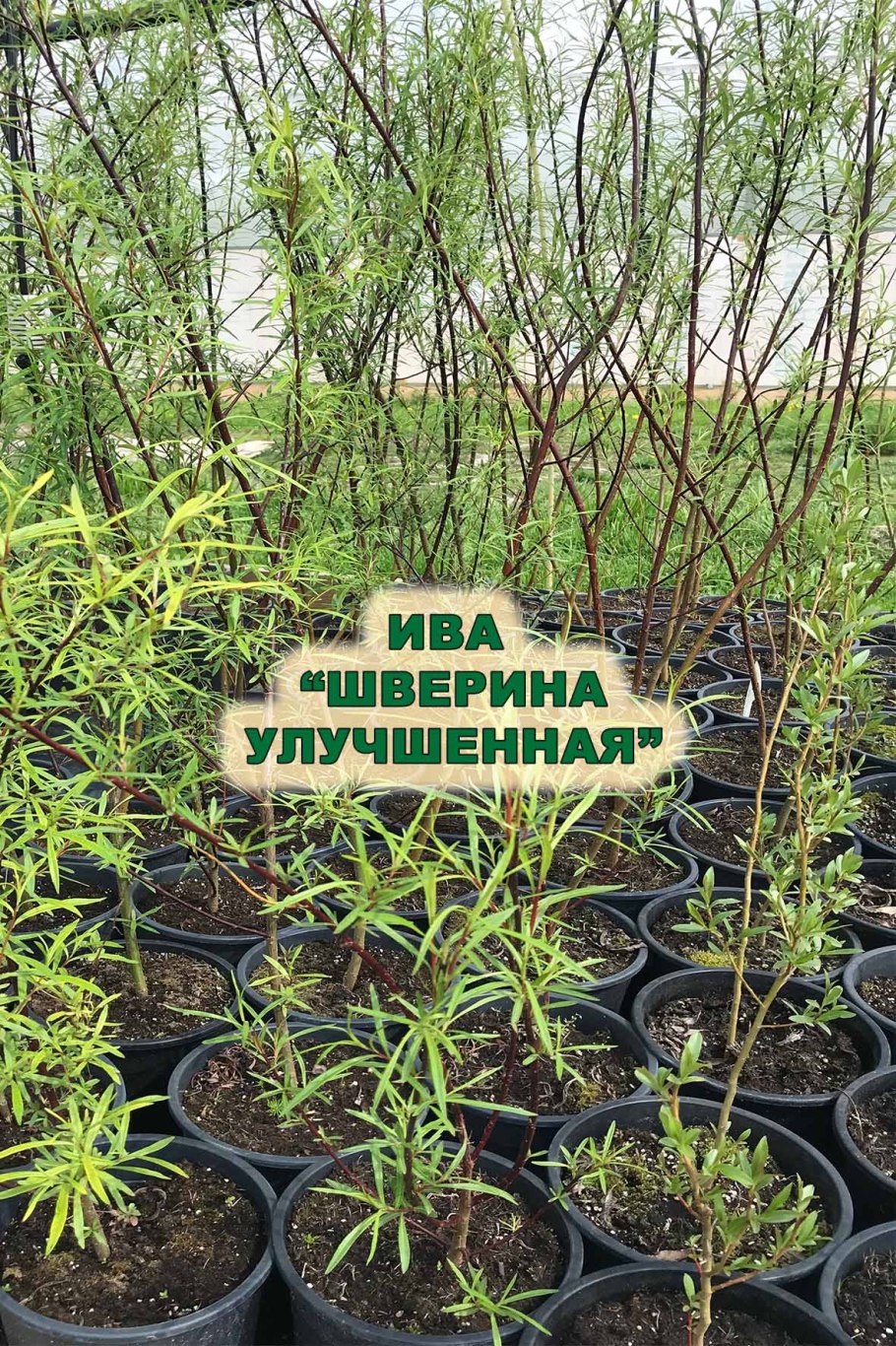 Ива Шверина бамбуковидная