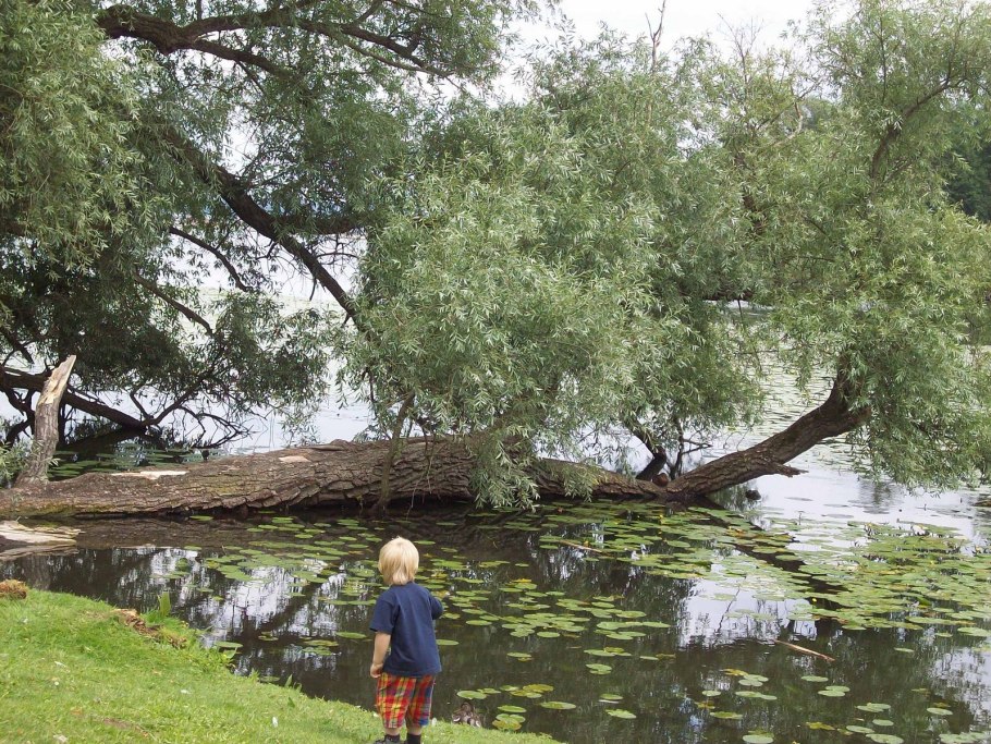 Ива Шверина плакучая