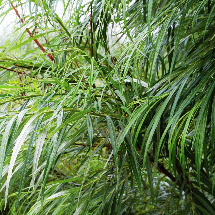 Ива Шверина улучшенная фото Весна