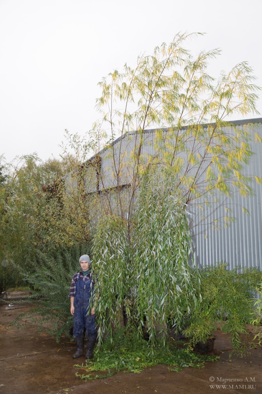 Ива шверина