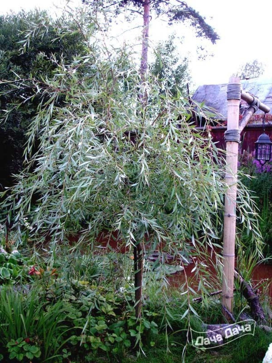 Ивы Шверина сорта