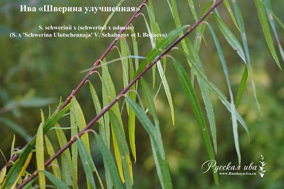 Ива Шверина