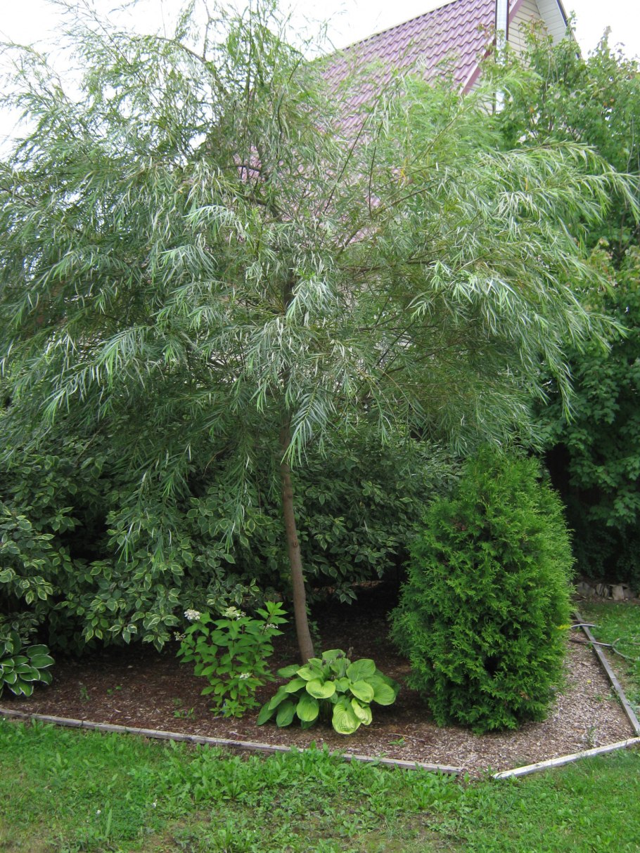 Ива Шверина плакучая