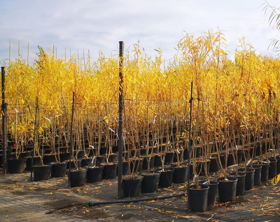 Саженец ивы