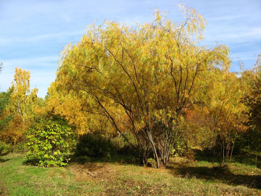 Ива Шверина Salix schwerinii