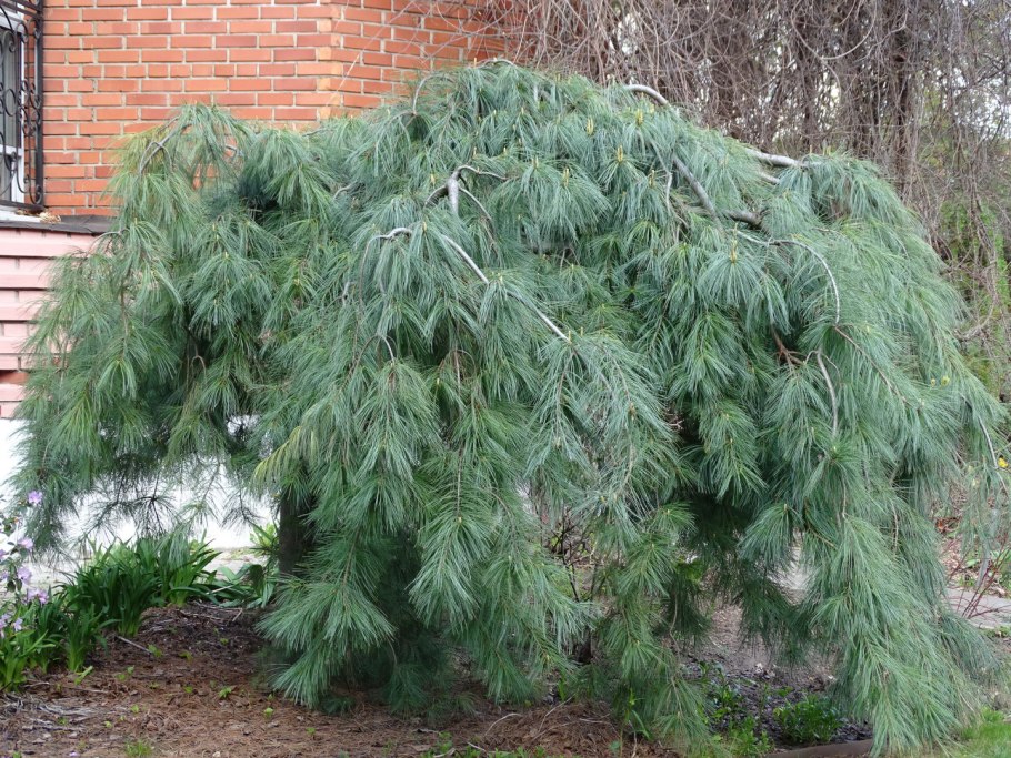 Сосна Веймутова pendula