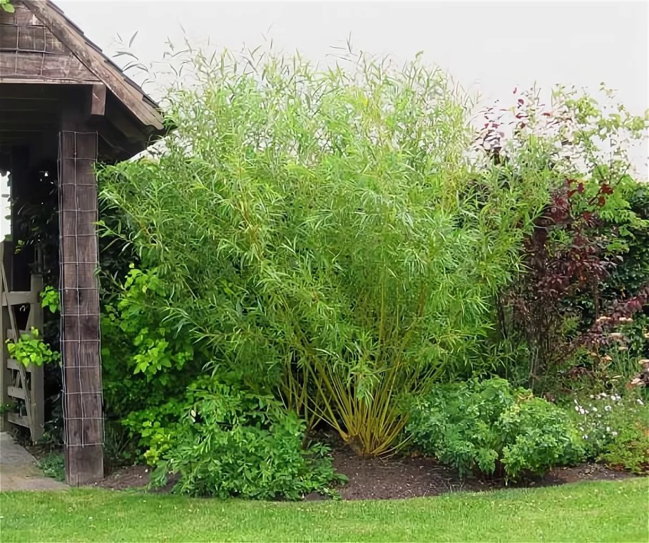 Ива Шверина бамбуковидная