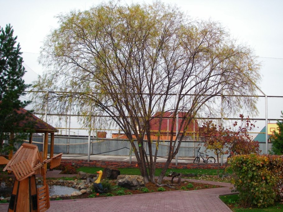 Ива Шверина Salix schwerinii