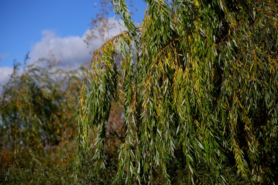 Ива Шверина Salix schwerinii