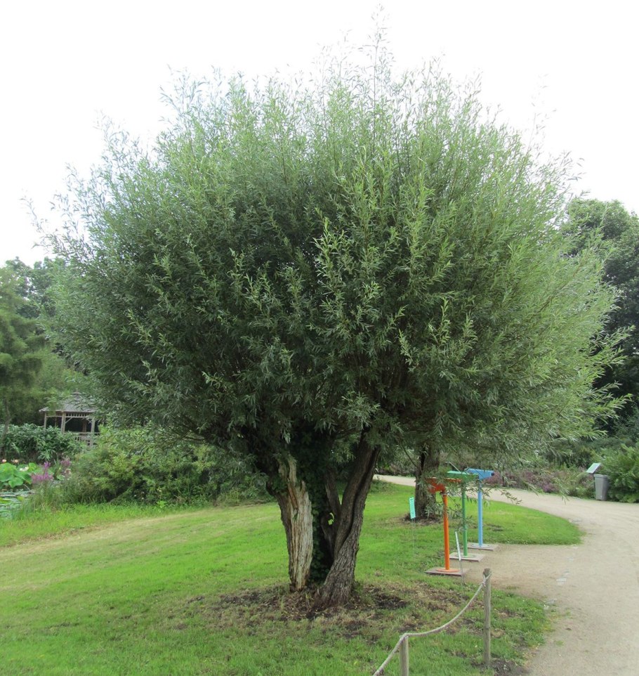 Ива ломкая шаровидная булата