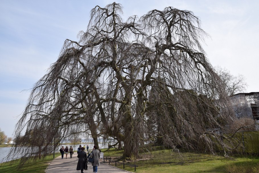 Ива плакучая Миндовского