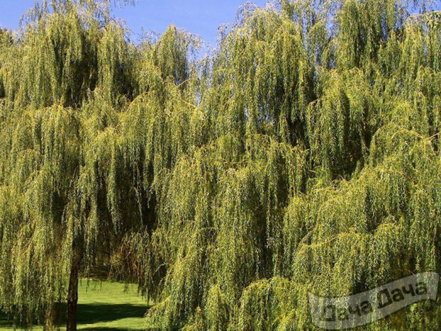 Ива Армандо