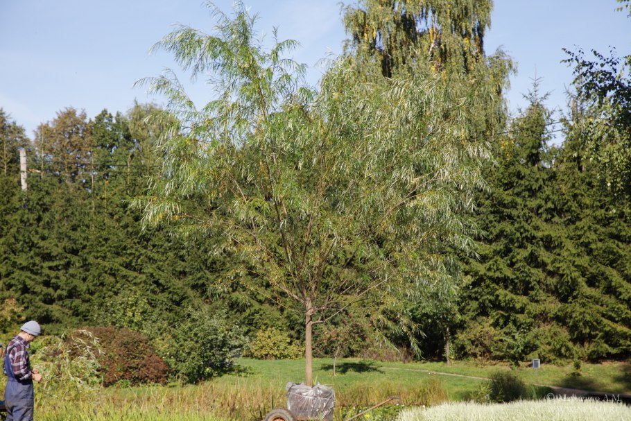 Ива Шверина Salix schwerinii