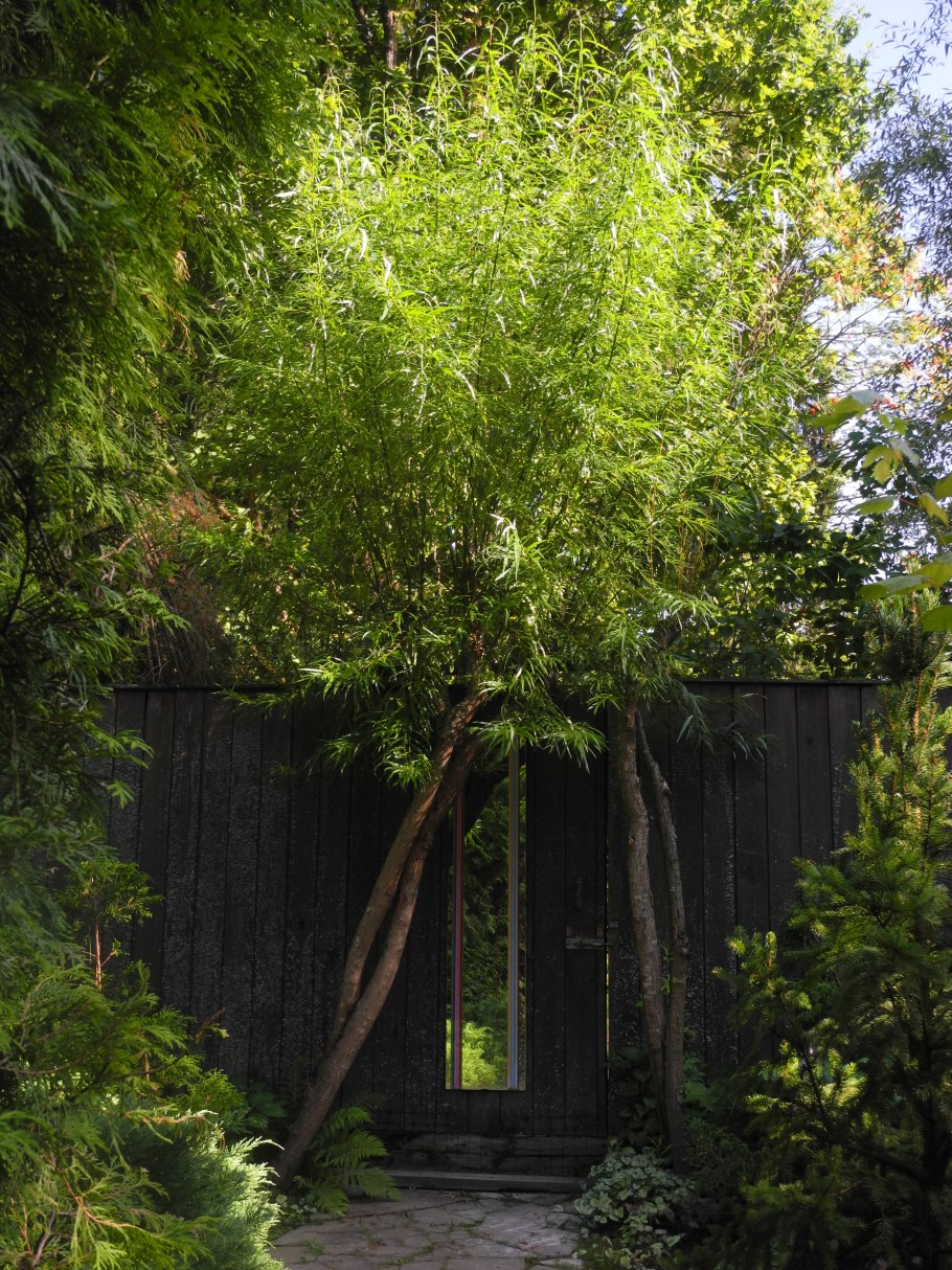 Ива гибридная Шверина улучшенная