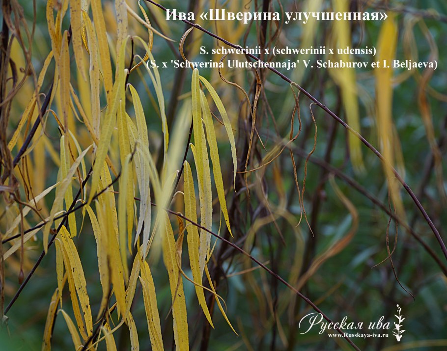 Ива Шверина улучшенная (с5 н40-60)