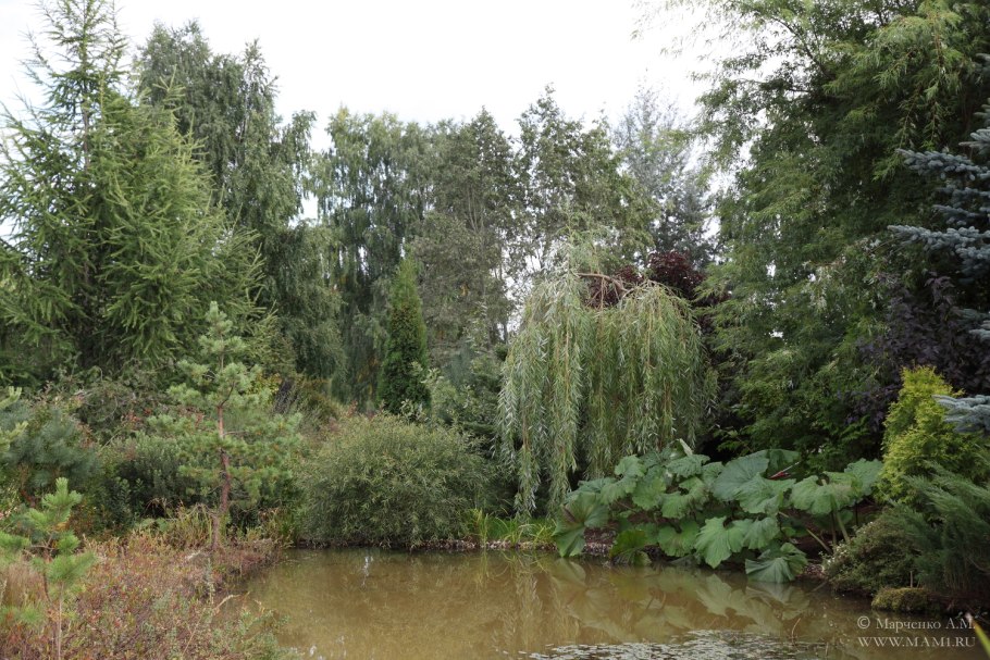 Ива памяти Миндовского