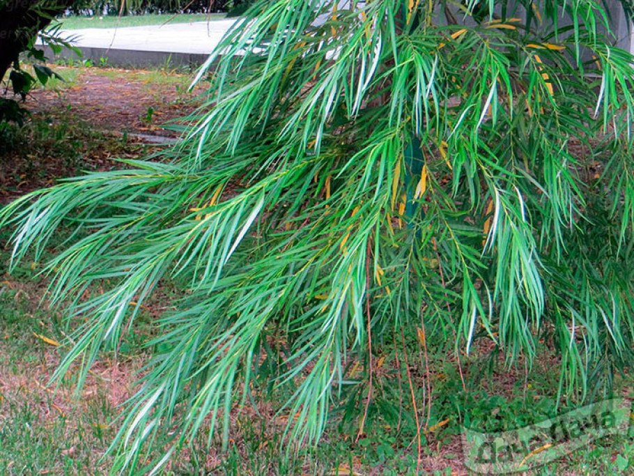 Ива Шверина улучшенная дерево