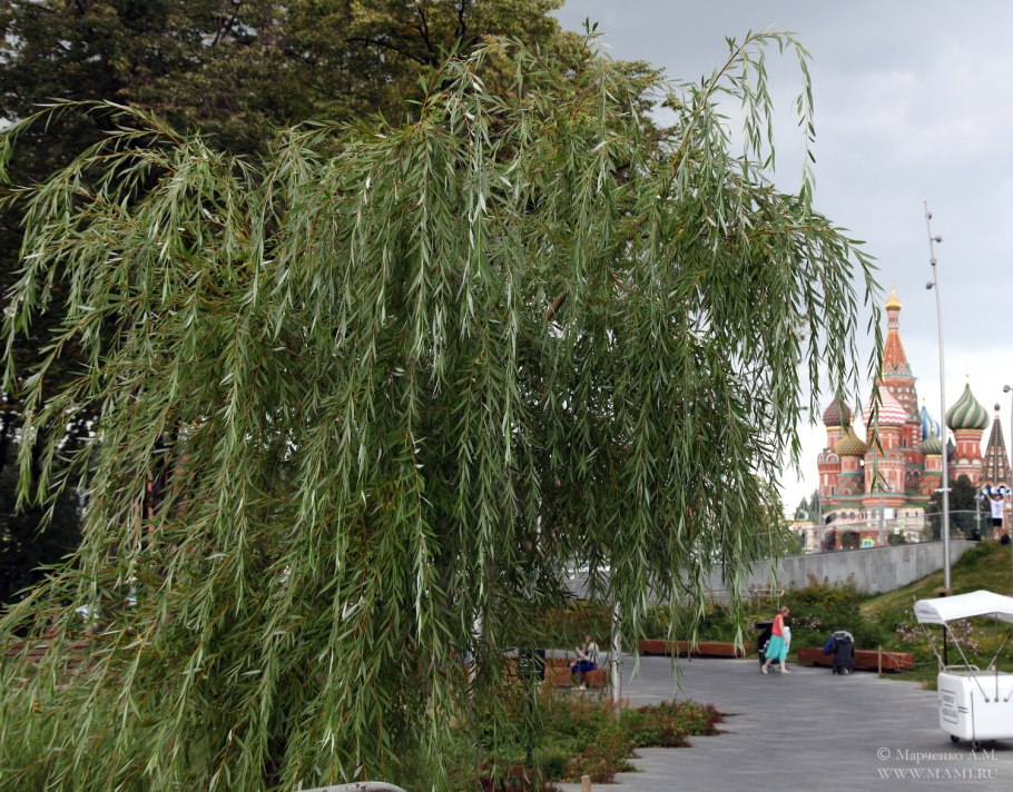 Ива Вавилонская пекинская Пендула