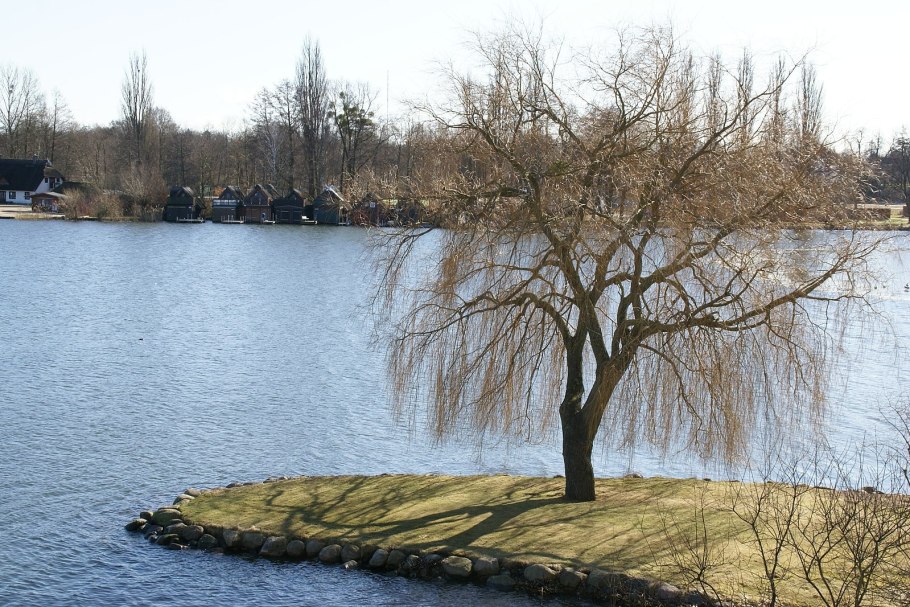 Ива белая плакучая