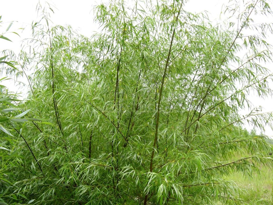Ива Шверина Salix schwerinii
